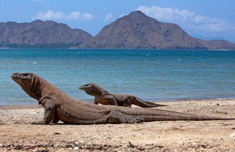 Taman Nasional Komodo